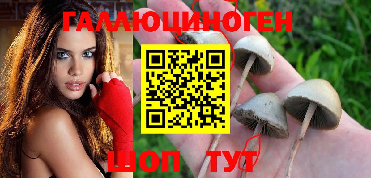 Галлюциногенные грибы Psilocybe Усинск